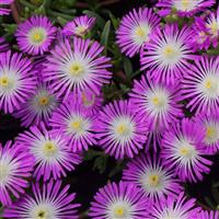 Delosperma Wheels of Wonder™