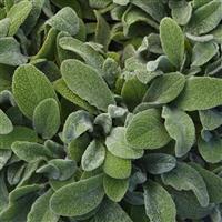 Stachys byzantina Little Lamb