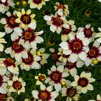 Coreopsis verticillata Sizzle & Spice<sup>®</sup>
