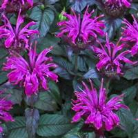 Monarda didyma Sugar Buzz<sup>®</sup>