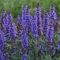 Salvia nemorosa Bumbleblue