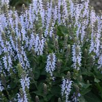 Salvia nemorosa Bumblesky