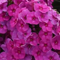 Phlox Garden Girls™ Material Girl