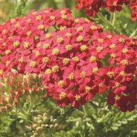 Achillea millefolium Paprika