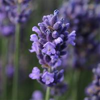 Lavandula angustifolia SuperBlue