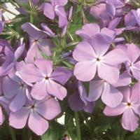 Phlox divaricata Blue Moon