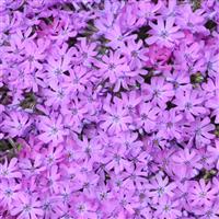 Phlox subulata Bedazzled
