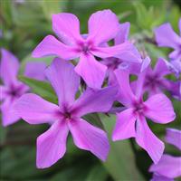 Phlox Paparazzi® Collection