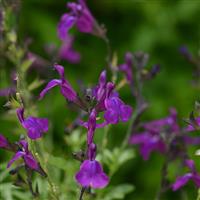 Salvia greggii Mirage™