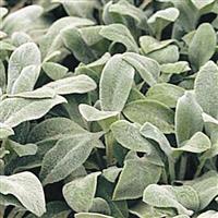 Stachys Helene Von Stein