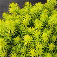 Sedum rupestre Prima Angelina