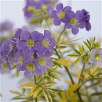 Polemonium pulcherrimum Golden Feathers