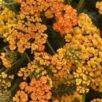 Achillea millefolium Milly Rock™