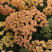 Achillea New Vintage™