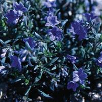 Lithodora diffusa Heavenly Blue