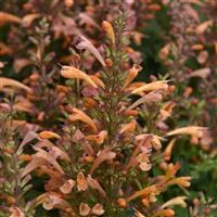 Agastache mexicana Summerlong™