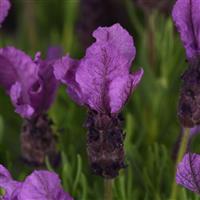 Lavandula stoechas Anouk