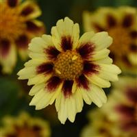 Coreopsis Sunfetti