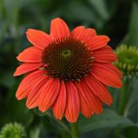 Echinacea Sombrero Poco™