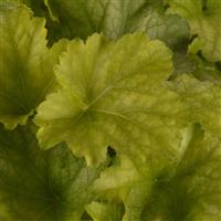 Heuchera Carnival