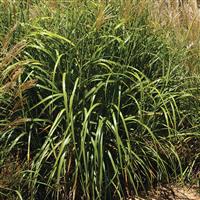 Miscanthus sinensis My Fair Maiden
