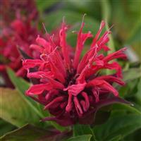 Monarda didyma BeeMine™