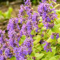 Nepeta Chartreuse on the Loose