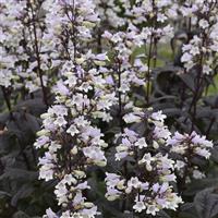 Penstemon digitalis Onyx and Pearls