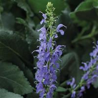Salvia nemorosa Blue Hill