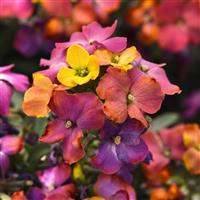 Erysimum Brightside™