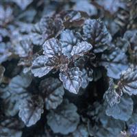 Ajuga reptans Black Scallop
