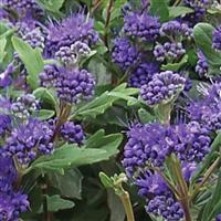 Caryopteris clandonensis Grand Bleu<sup>®</sup>