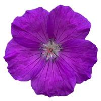 Geranium Purple Glow