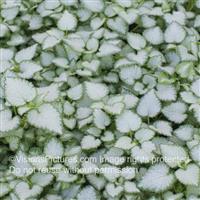 Lamium maculatum Purple Dragon