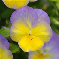 Viola Halo