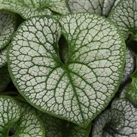 Brunnera Frost King