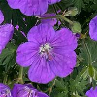 Geranium Purple Glow