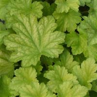 Heuchera Carnival