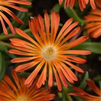 Delosperma hybrid Ocean Sunset™