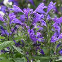 Nepeta subsessilis Prelude™