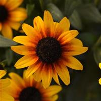 Rudbeckia Suntacular