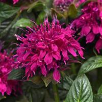 Monarda Balmy™