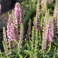 Veronica Moody Blues<sup>®</sup>