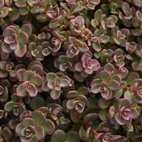 Sedum cauticola Shamrock