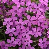 Phlox hybrida Spring Splash™