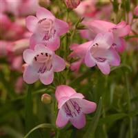 Penstemon Mountain Treats™