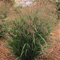 Grass Panicum virgatum Dream Catcher® Smoky Rose®