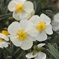 Helianthemum nummularium SunBurst™