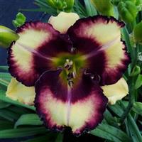 Hemerocallis DayScape™ Berries and Cream