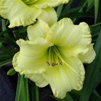 Hemerocallis DayScape™ Lemon Meringue